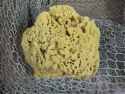 Natural Sea Sponge